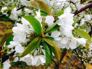 cherry blossom 1 for web