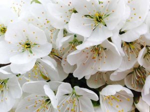 cherry blossom 2 for web