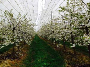 cherry trees in blossom for web